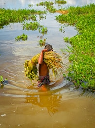 A person wades through shallow water carrying a large bundle of aquatic plants. The background is rich with green vegetation and the reflection of the sky can be seen on the water's surface.
