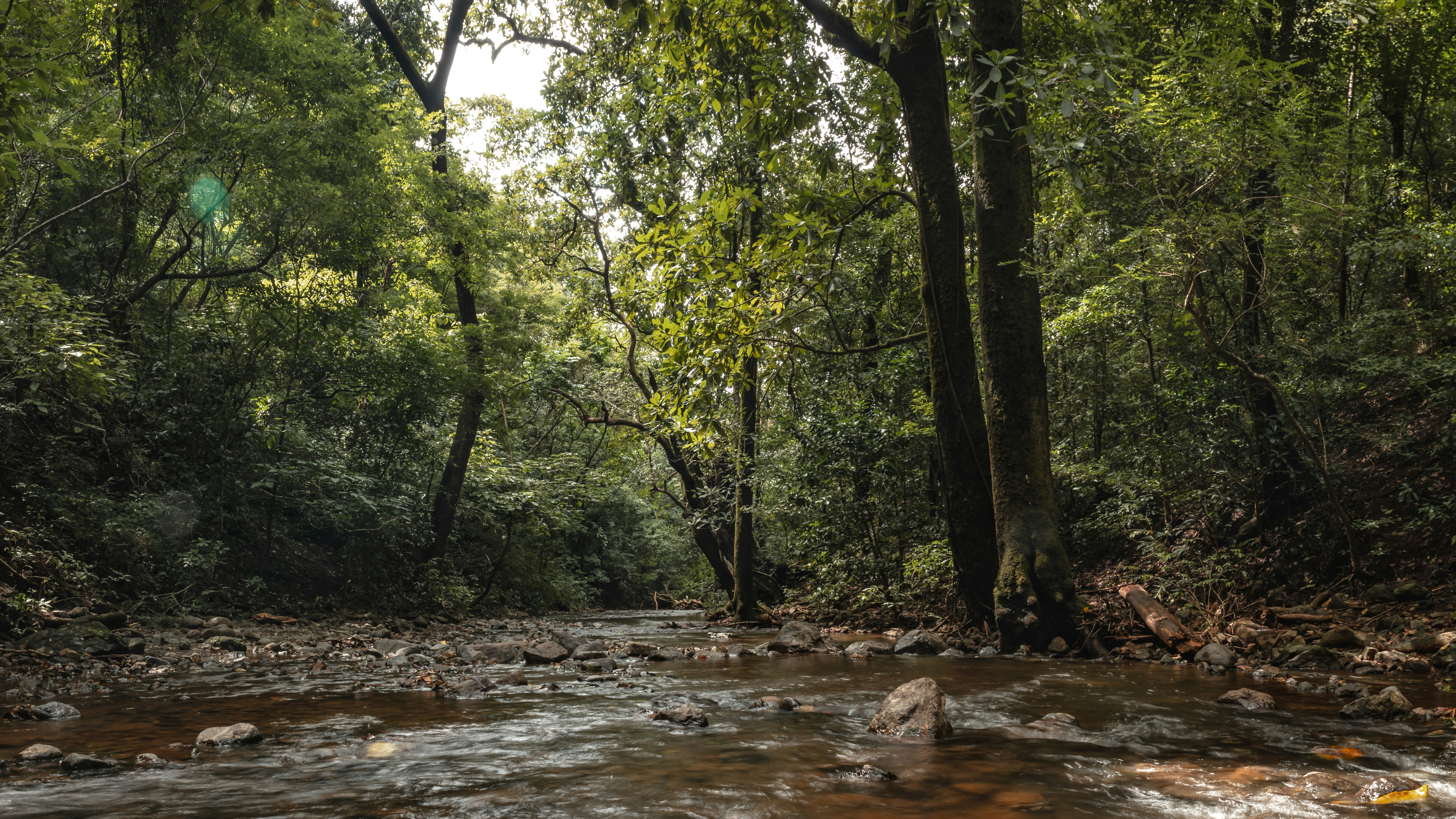 a river running through a lush green forest