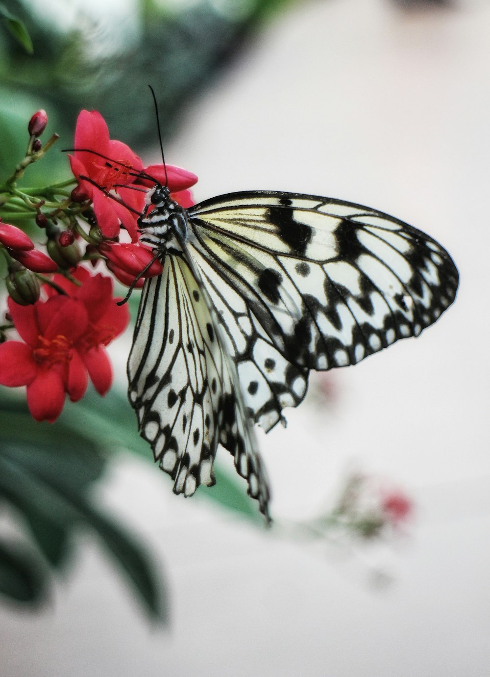 a black and white butterfly sitting on a red flower