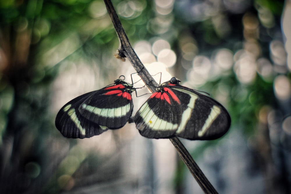 two butterflies sitting on top of a tree branch