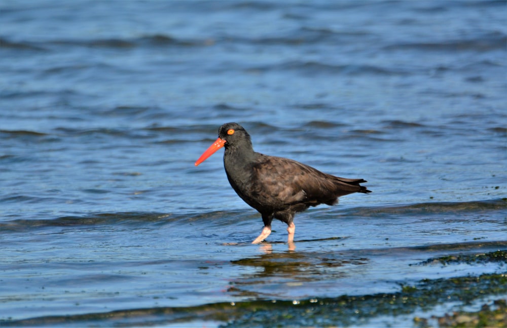 a black bird with a red beak standing in the water