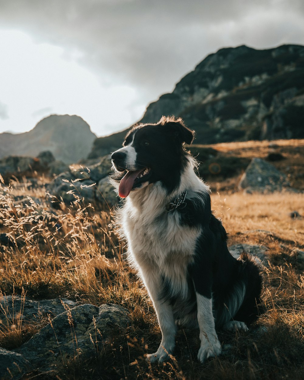 a black and white dog sitting on top of a grass covered field