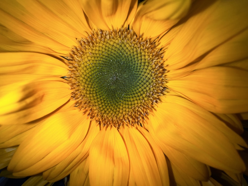 a large yellow flower with a green center