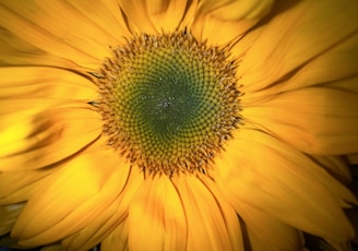 a large yellow flower with a green center