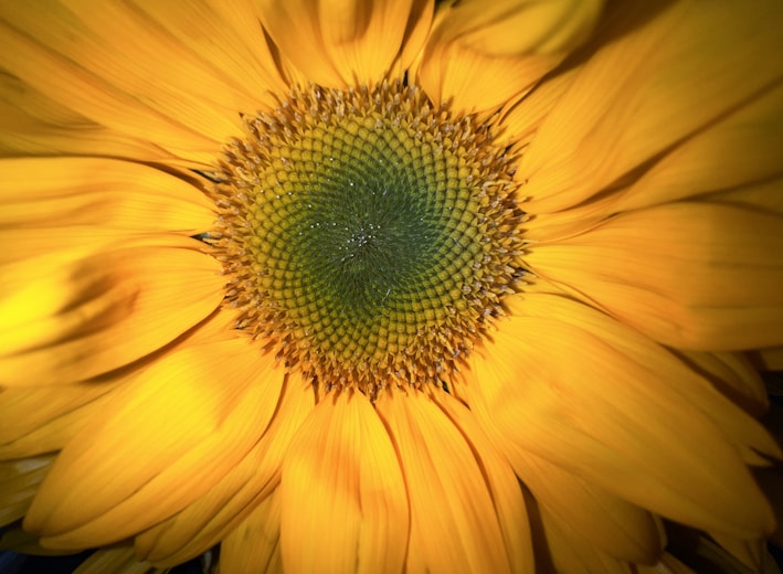 a large yellow flower with a green center