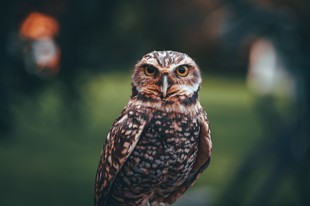 a close up of an owl with a blurry background