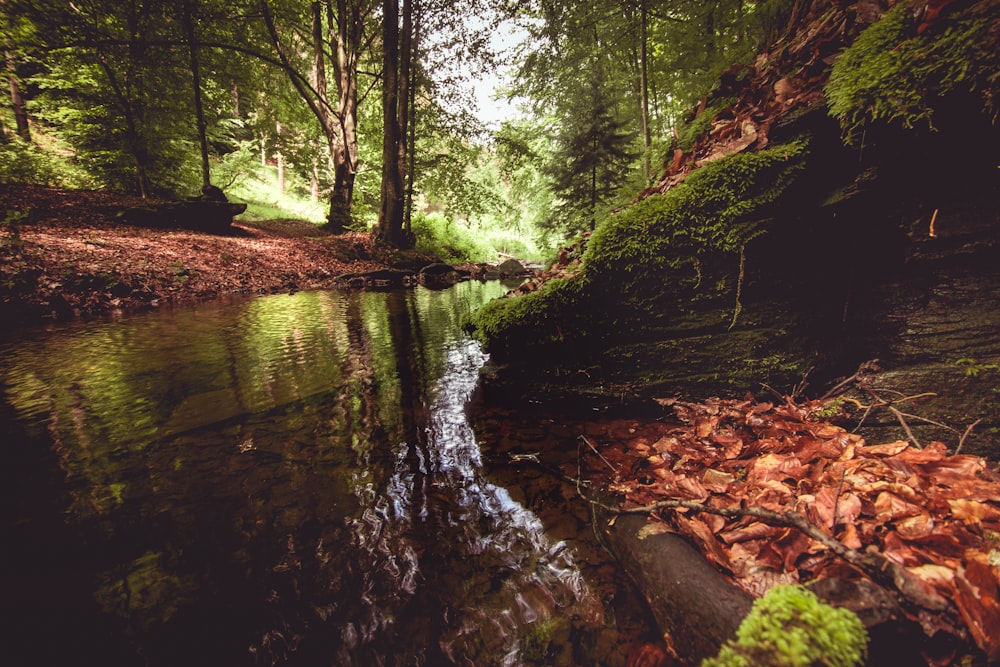 a stream running through a lush green forest