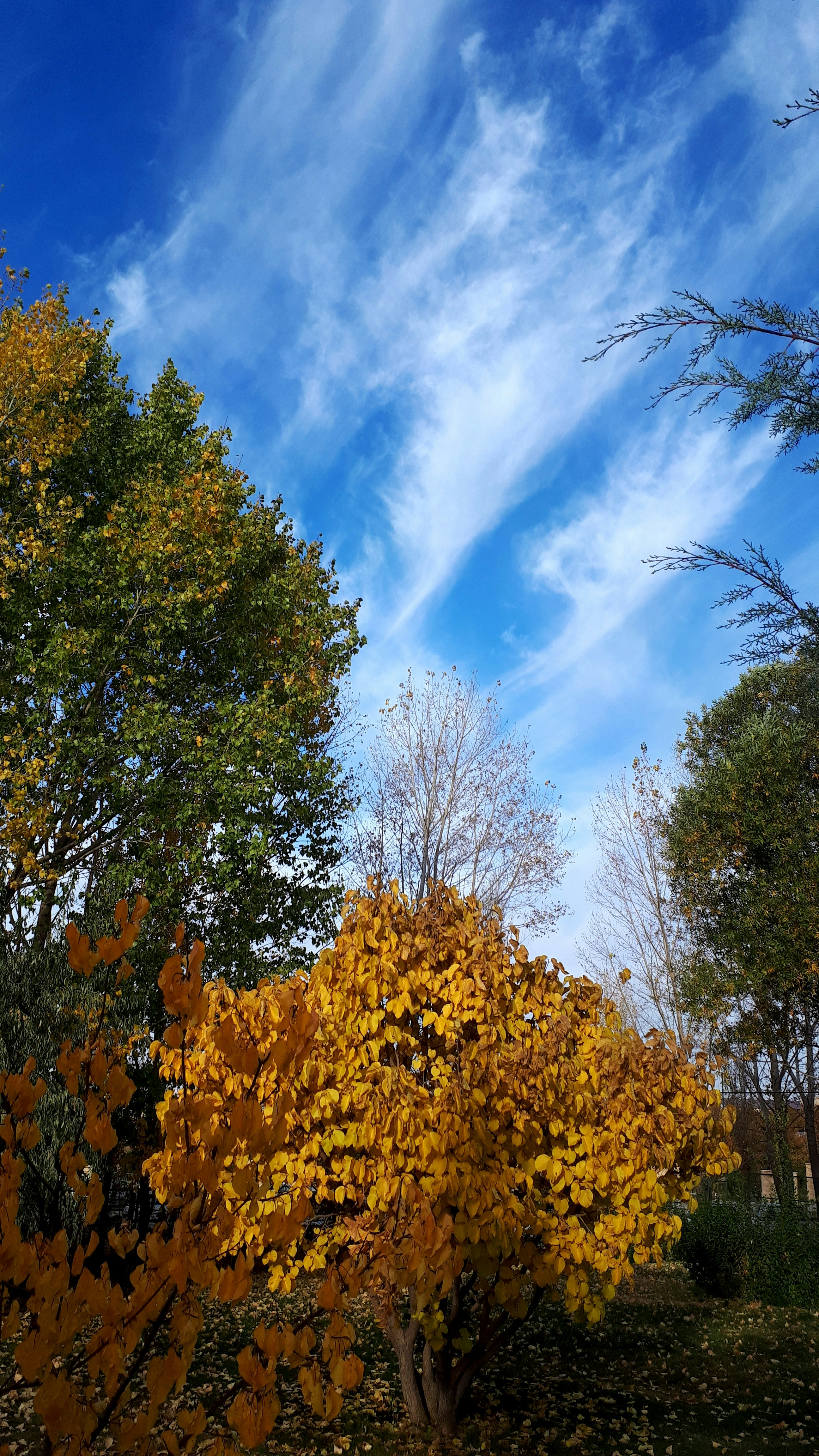 Photo by niu_niusha_