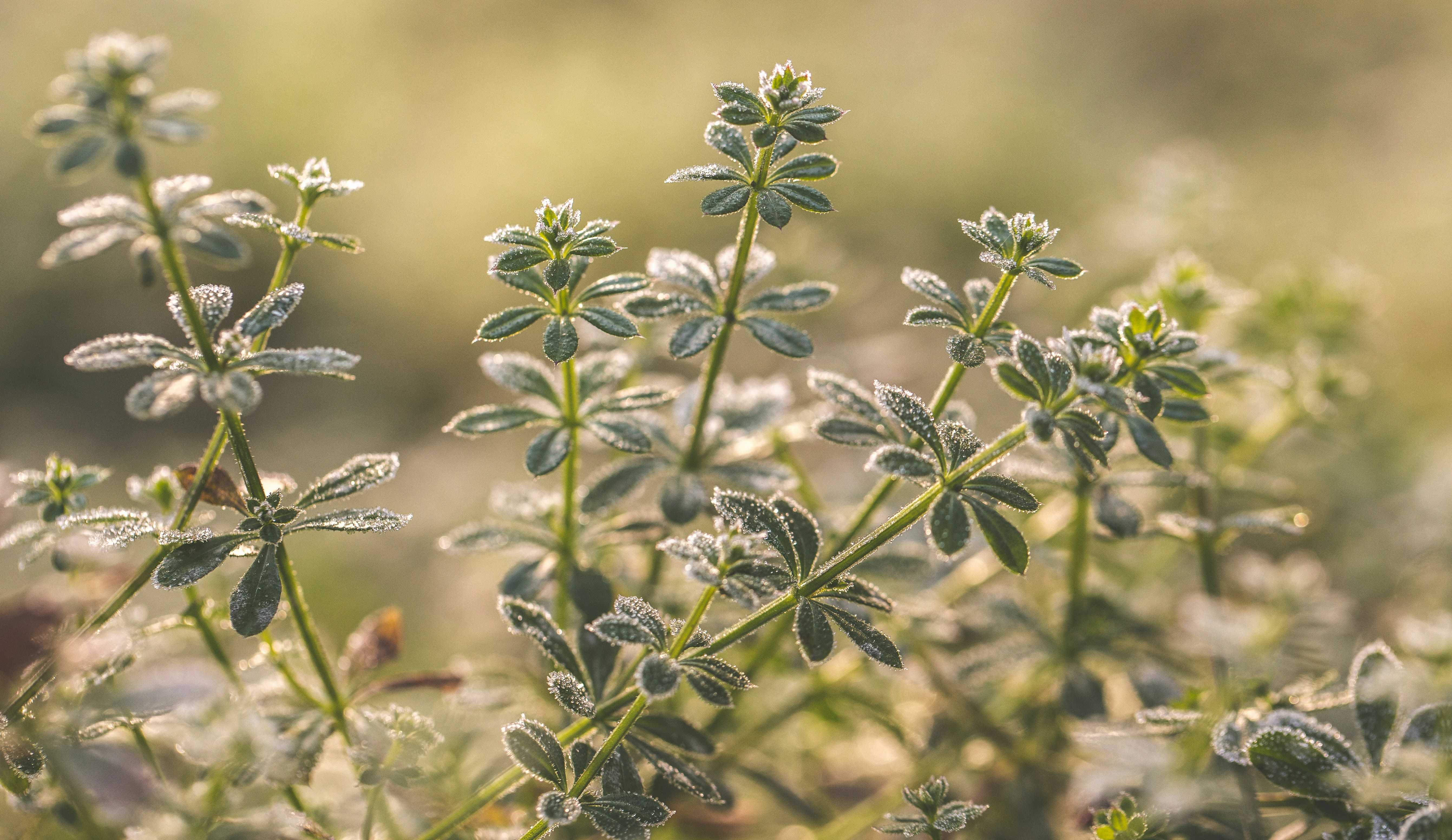 Photo by blooddrainer