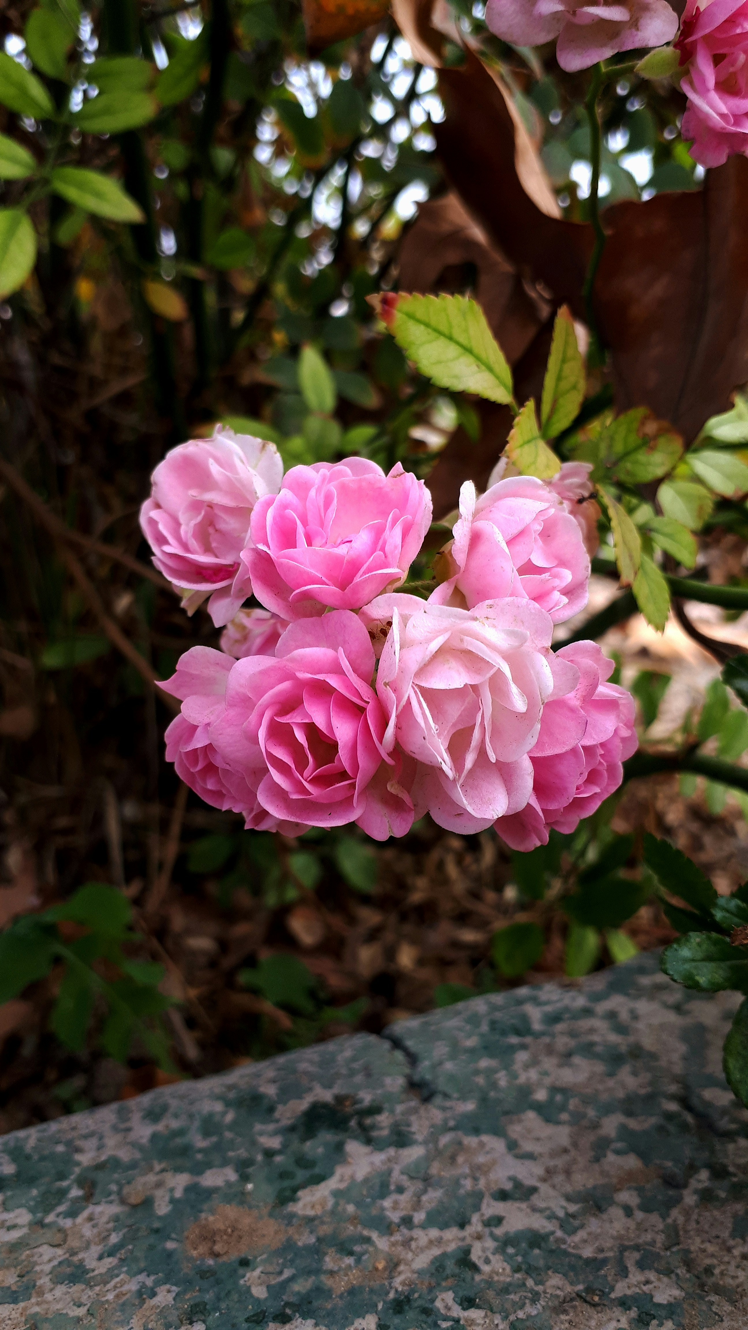 Photo by niu_niusha_