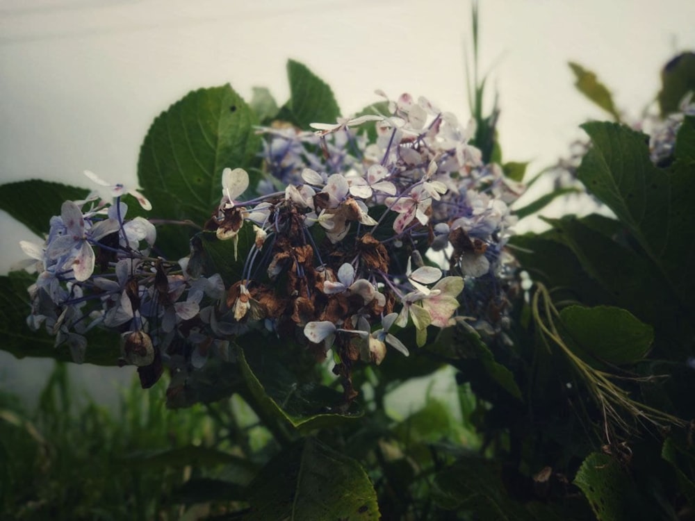 a close up of a bunch of purple flowers