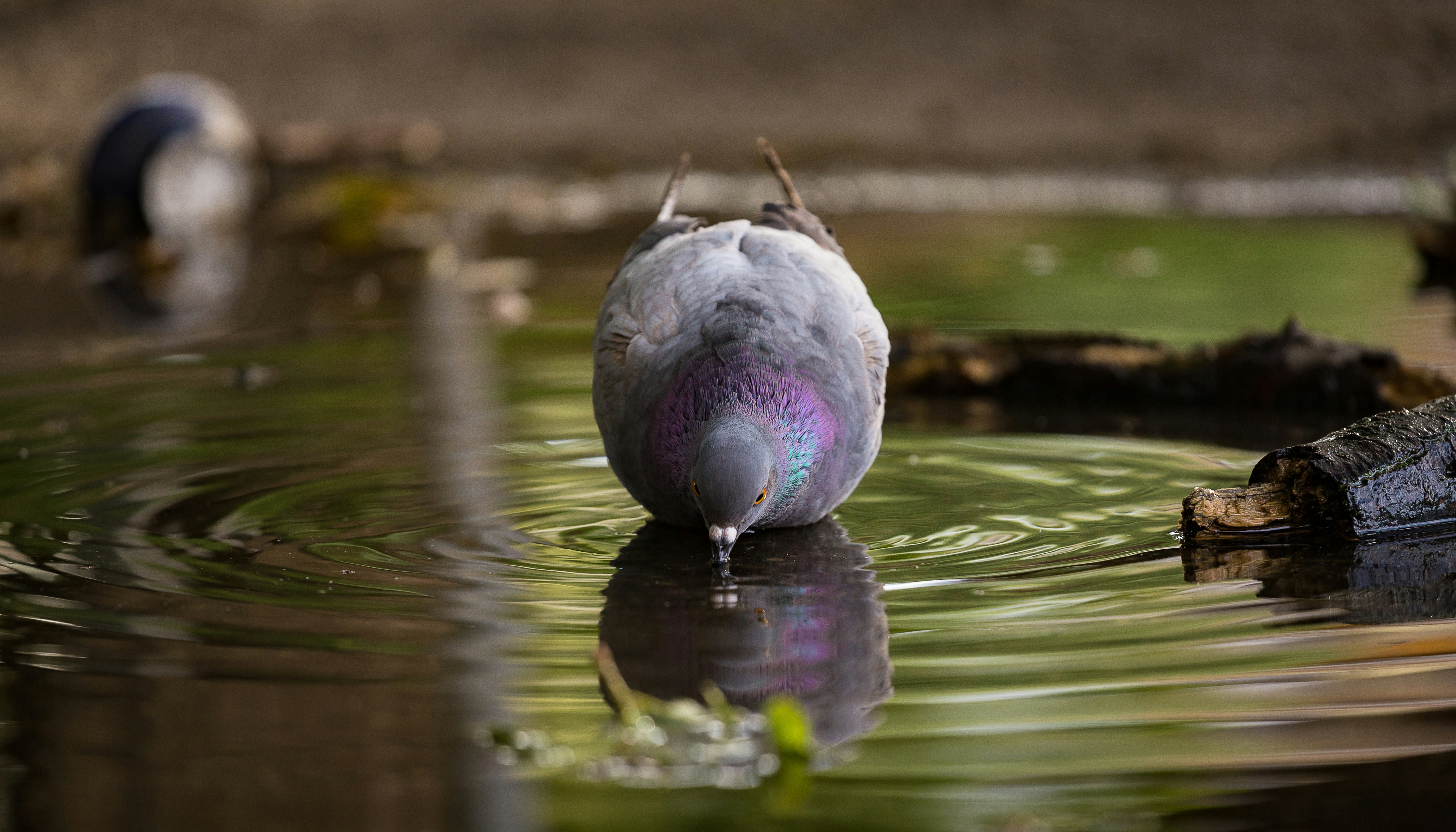 Photo by blooddrainer