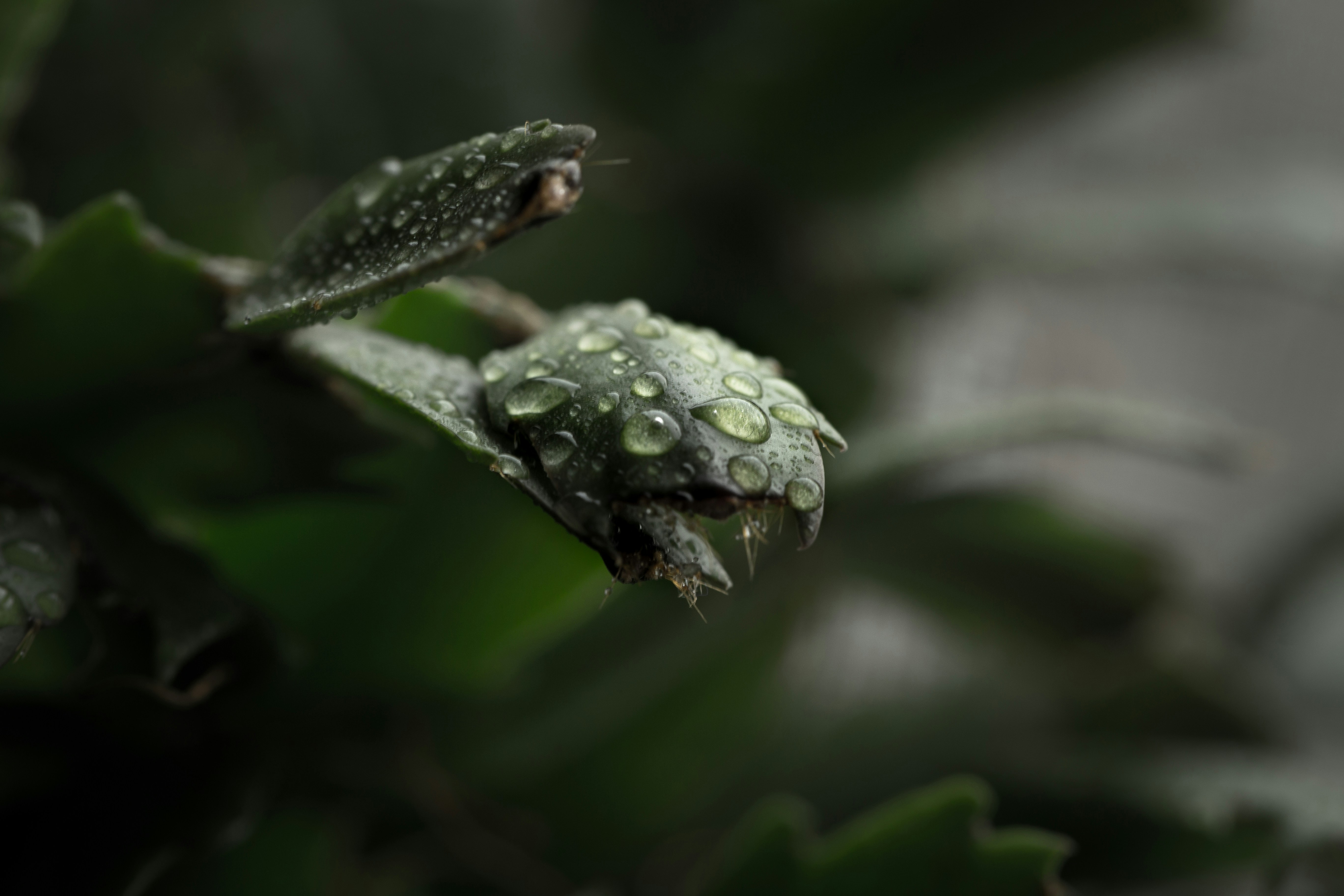 Photo by blooddrainer