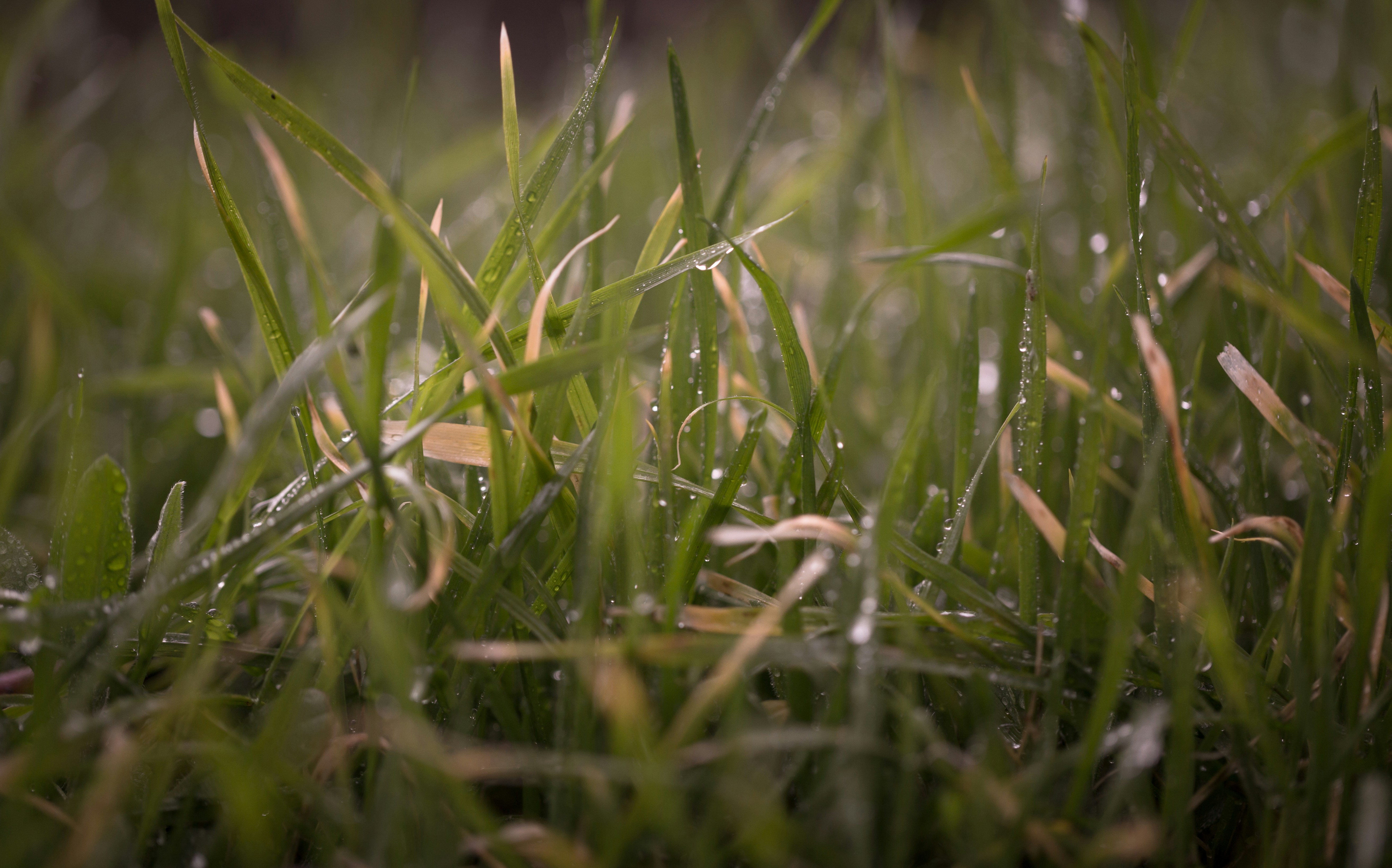 Photo by blooddrainer