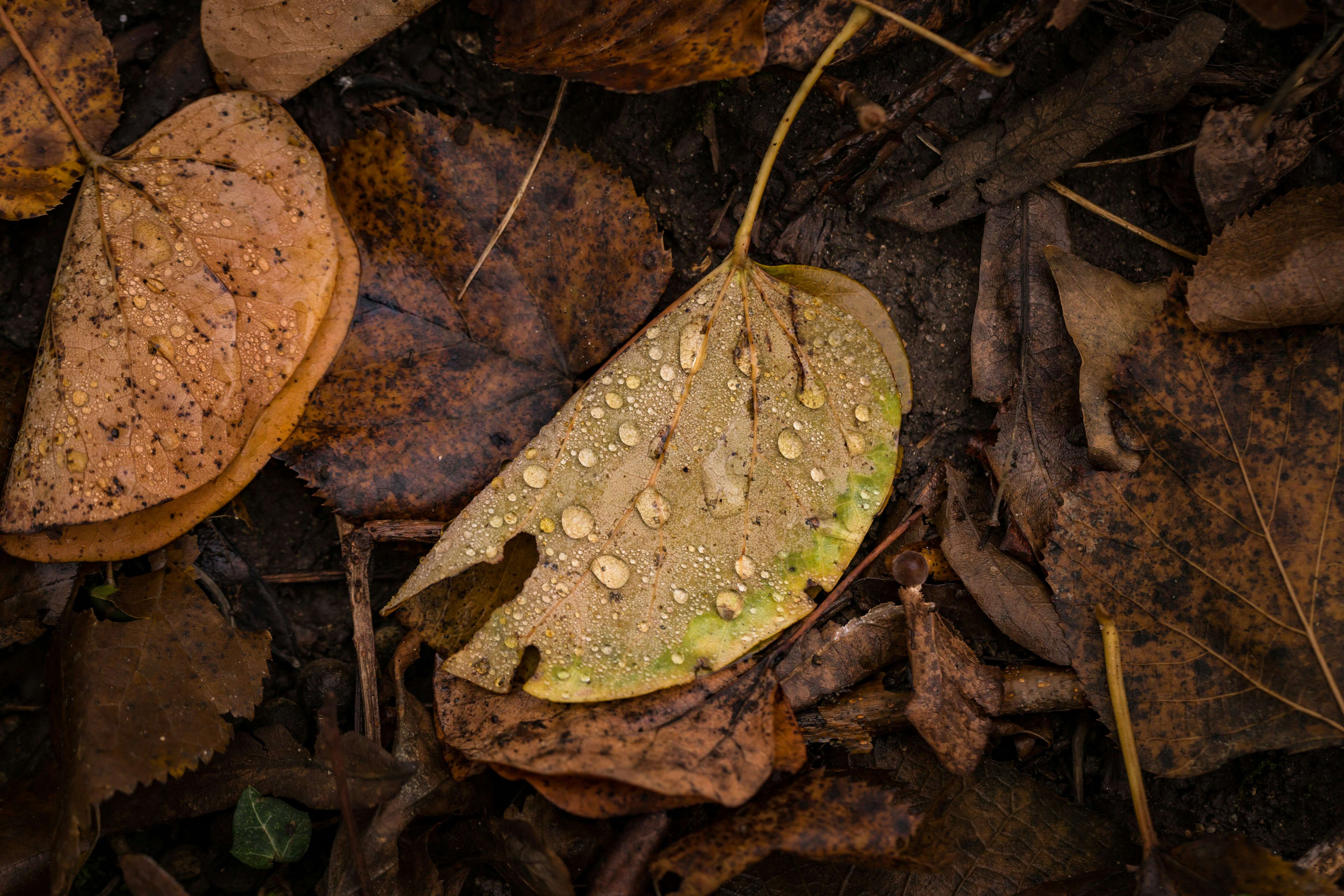 Photo by blooddrainer