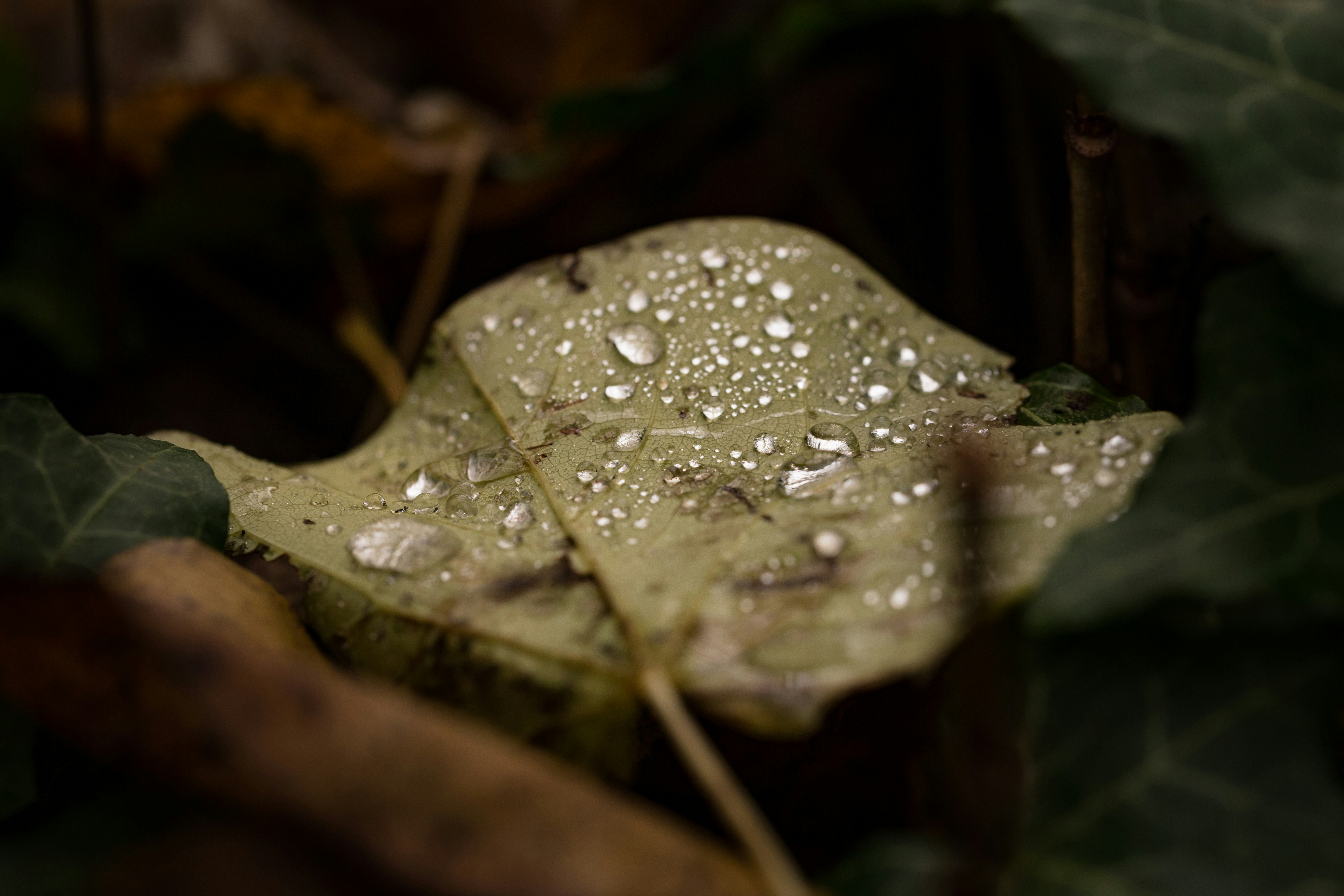 Photo by blooddrainer