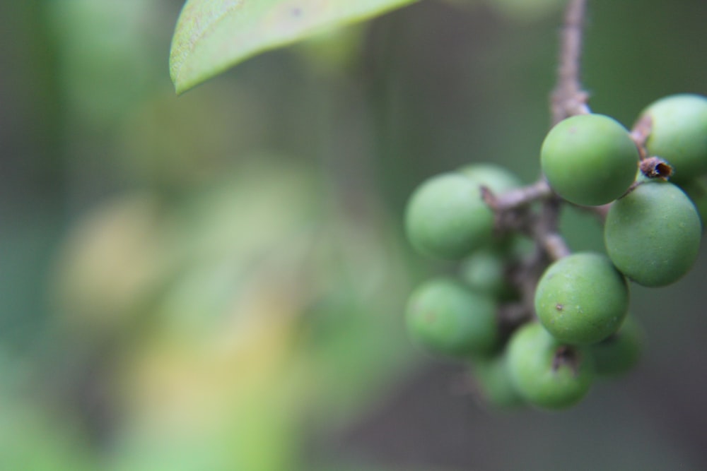 a bunch of green berries hanging from a tree