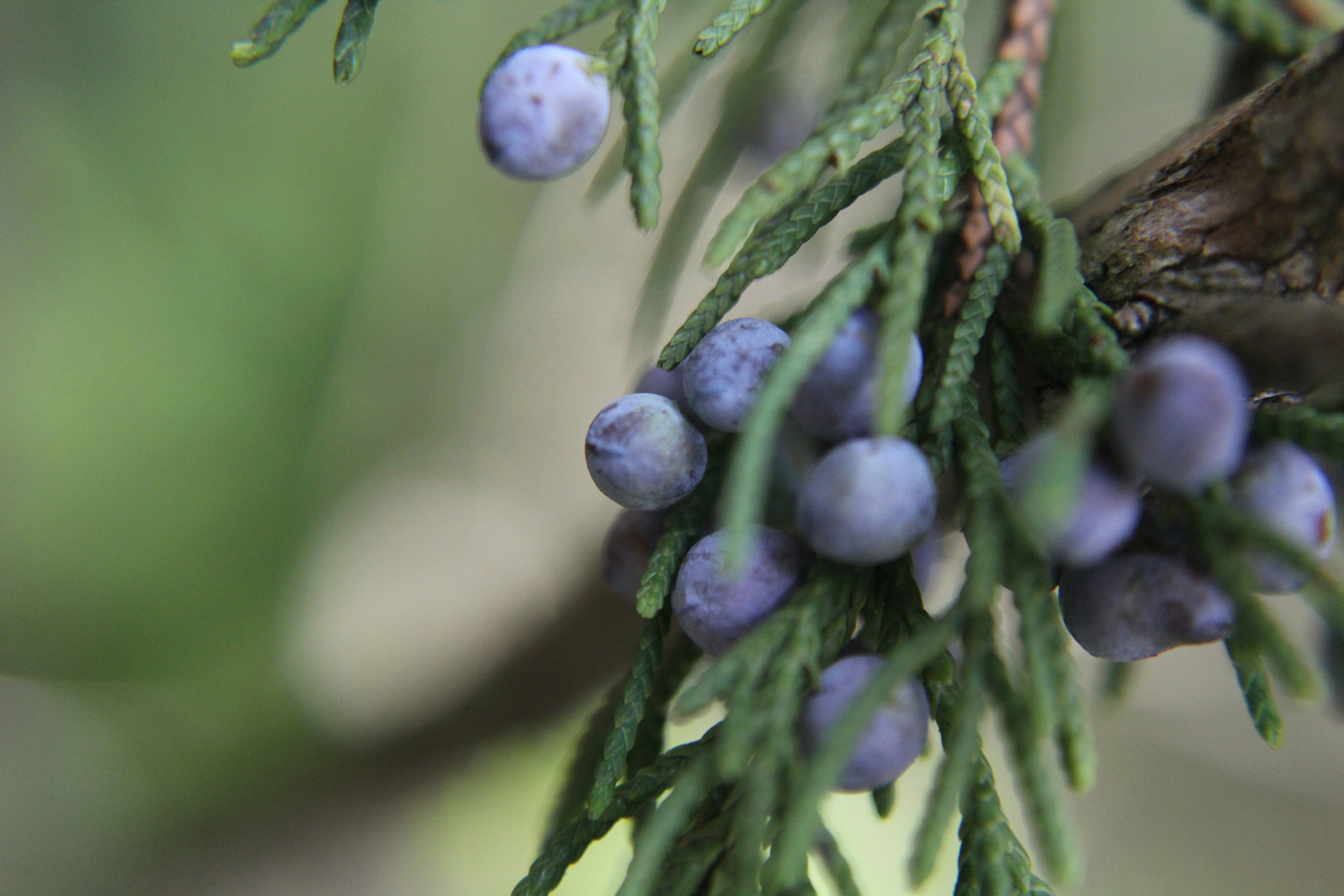 a close up of a pine tree with berries on it