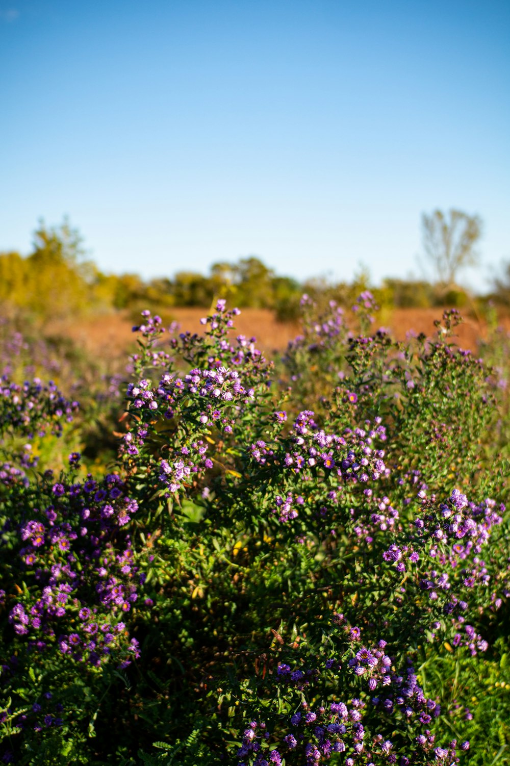 a bush with purple flowers in the middle of a field