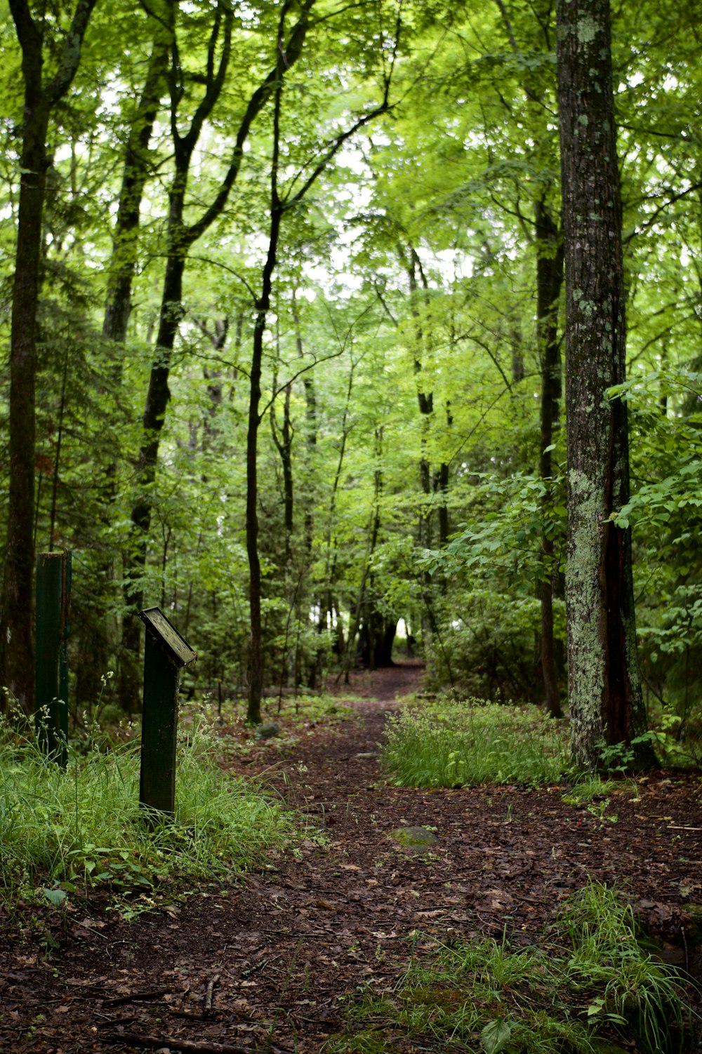 a trail in the middle of a wooded area