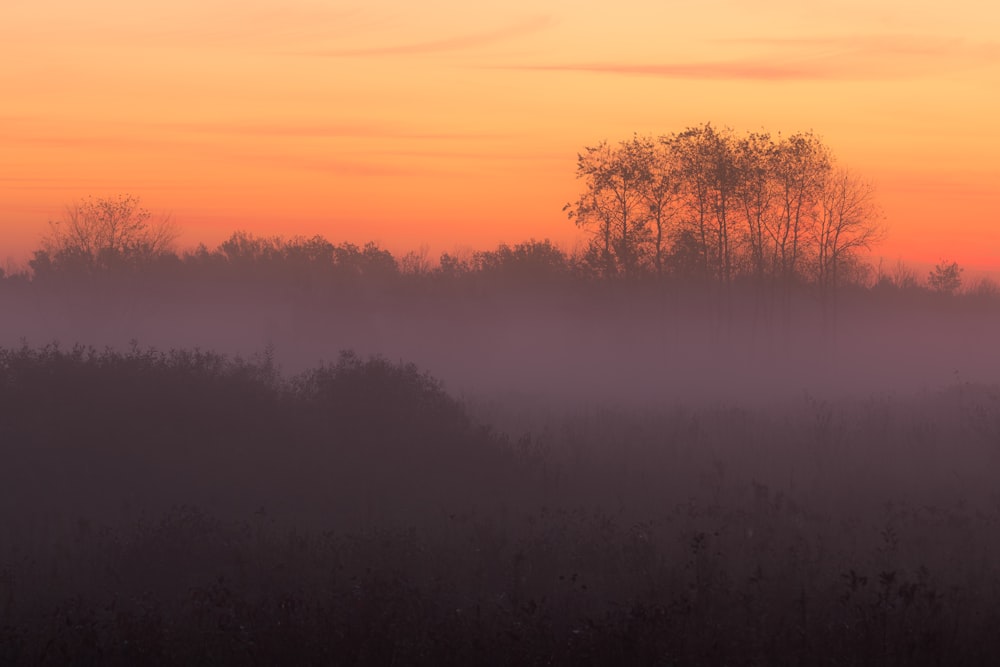 a foggy field with trees in the distance