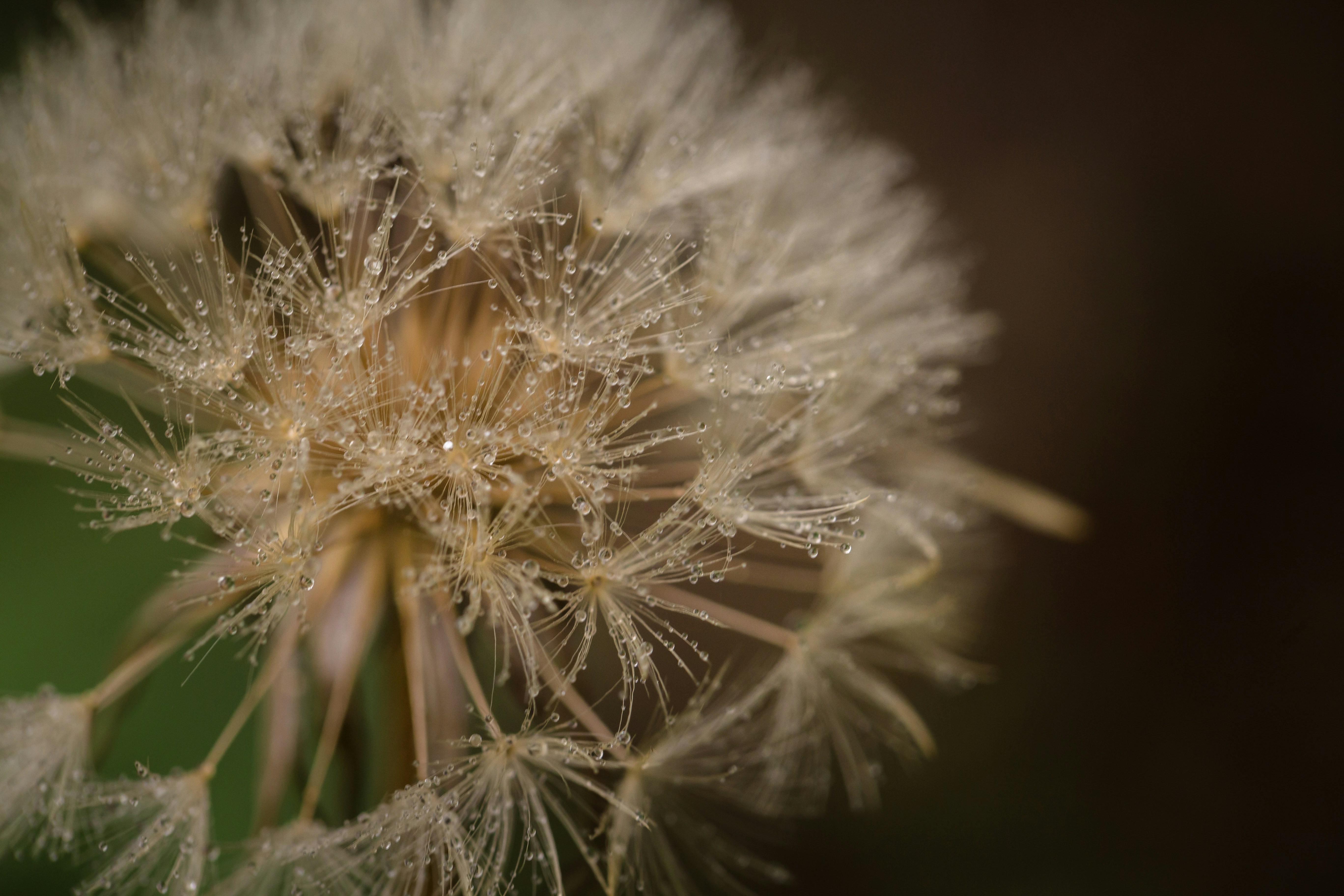 Photo by blooddrainer