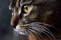 a close up of a cat with a blurry background