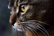 a close up of a cat with a blurry background