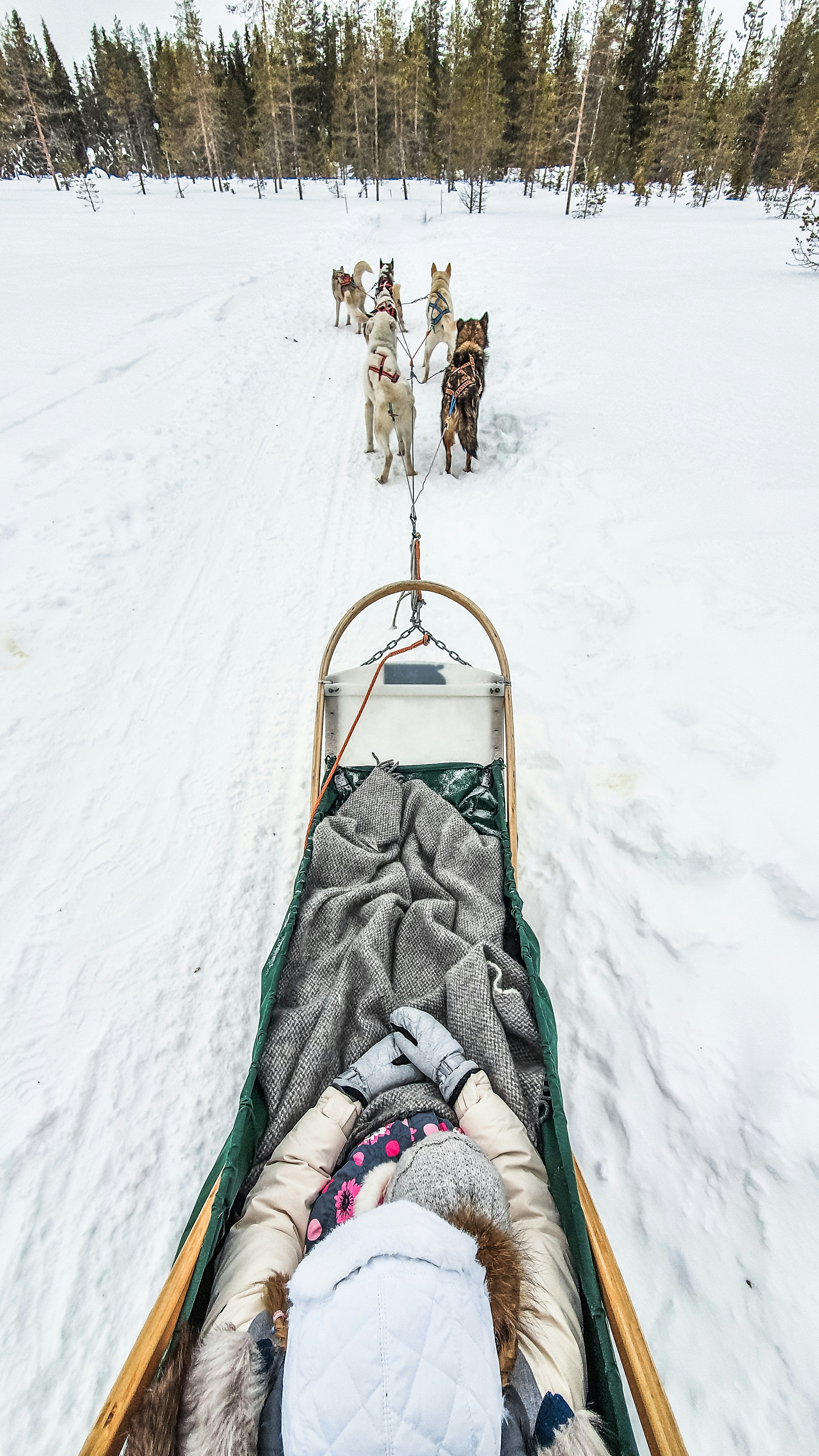 a sled pulled by two dogs in the snow