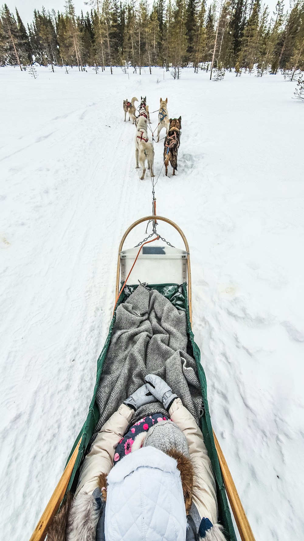a sled pulled by two dogs in the snow