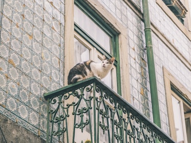 Technician installing protective cat netting on a balcony in a Moroccan apartment.