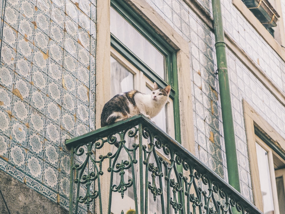 un chat assis sur un balcon regardant par la fenêtre