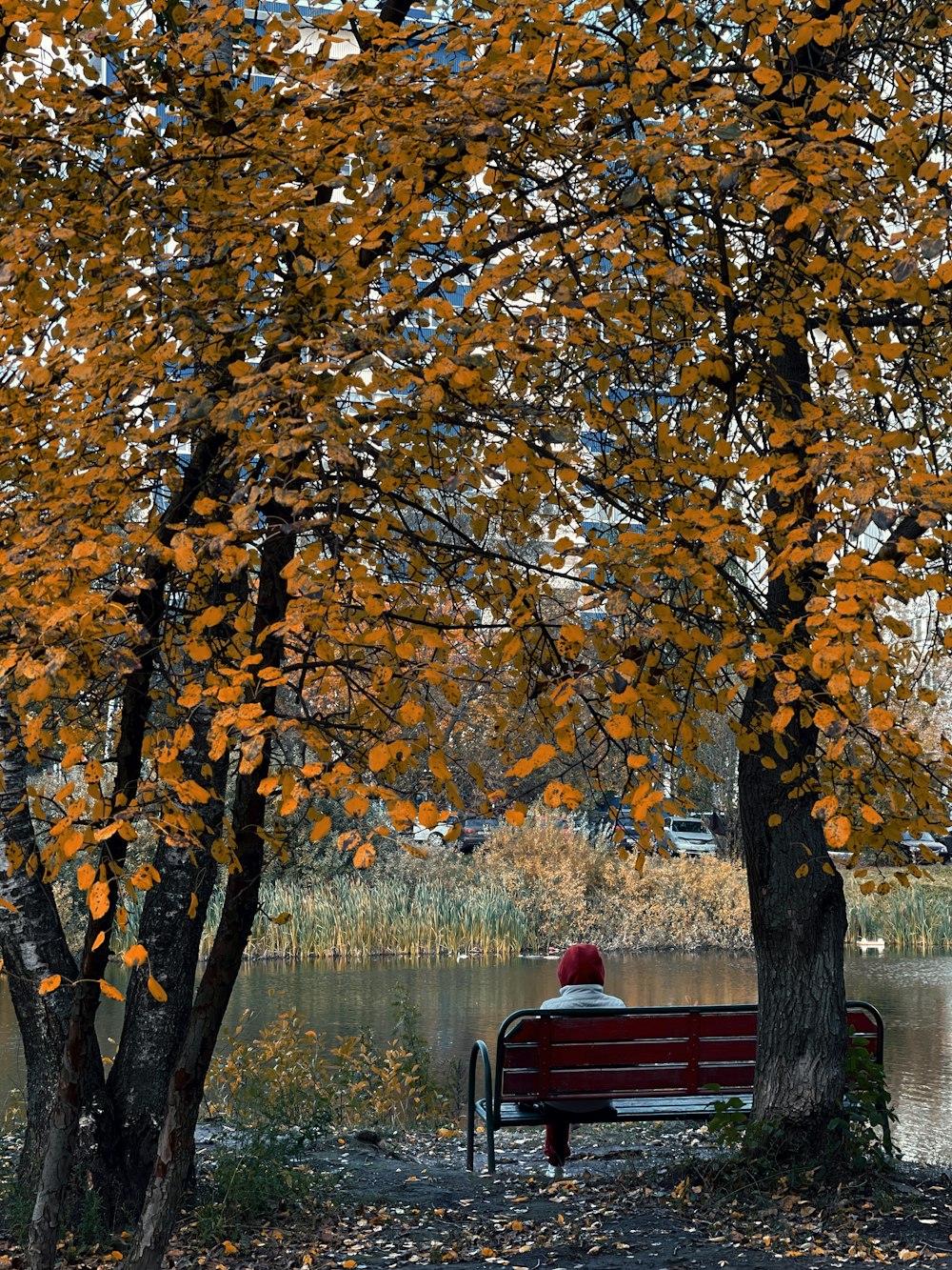 a person sitting on a bench under a tree