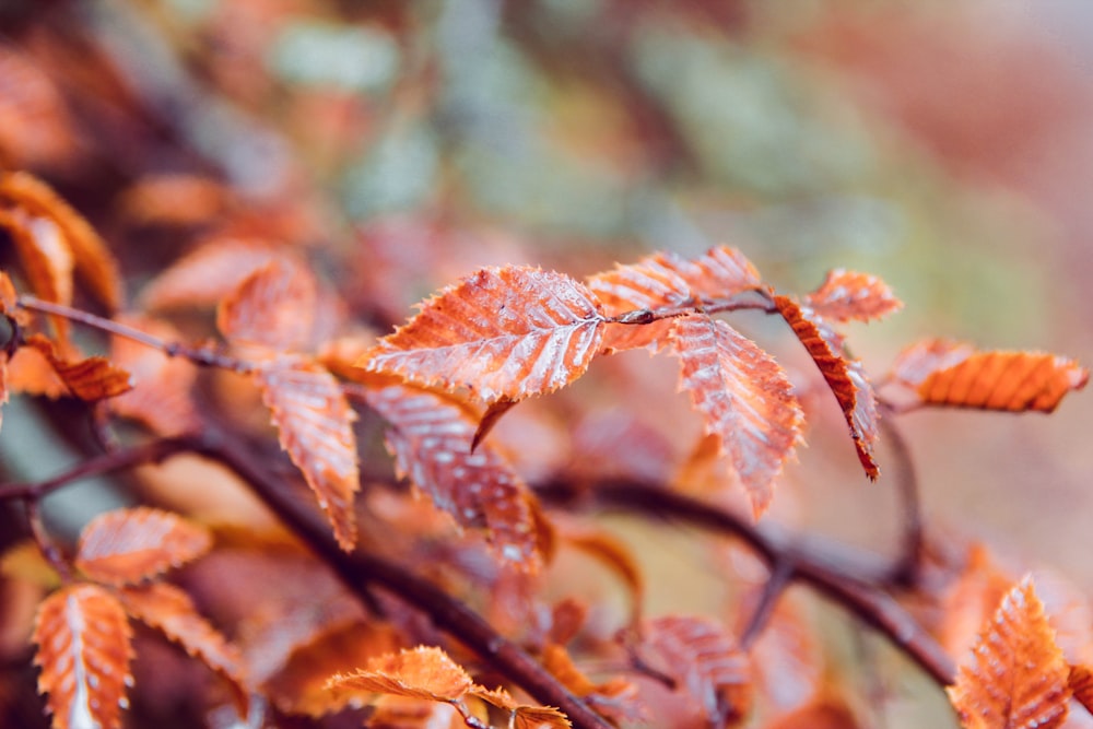 a crab on a tree