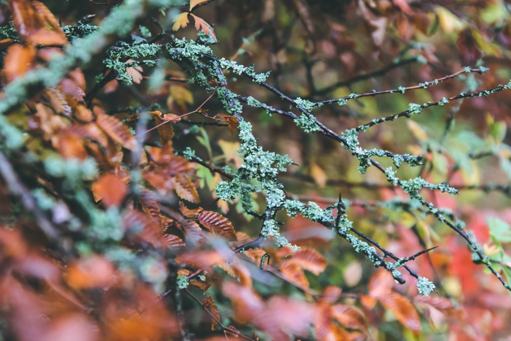 a close up of some leaves