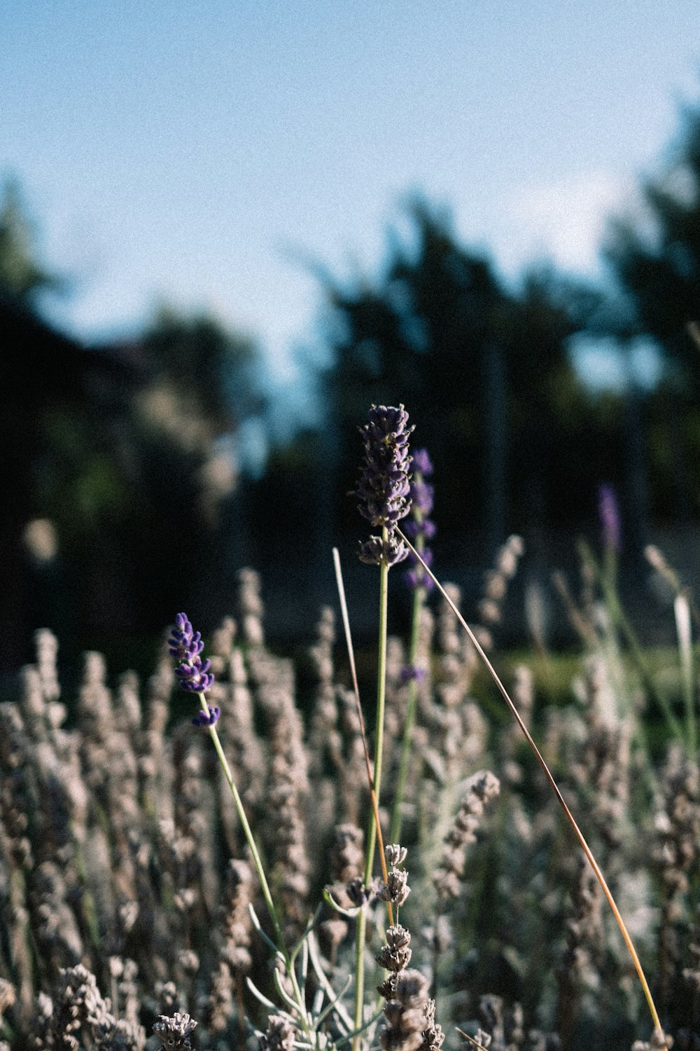 a close up of a flower