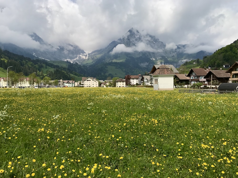 a green field with yellow flowers and houses in the background