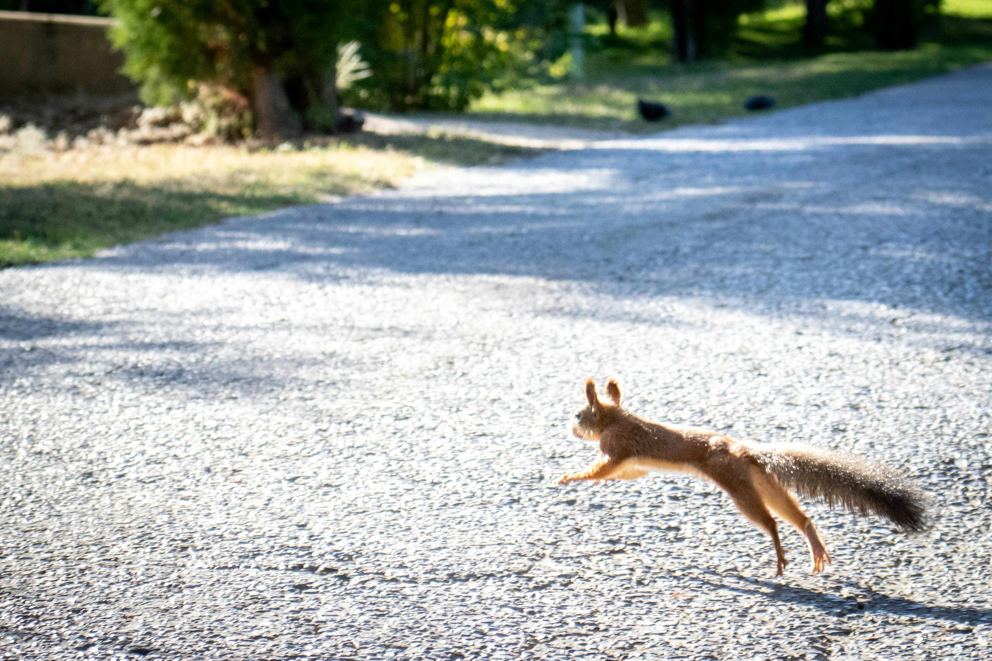 Schlüsselanhänger Eichhörnchen SHIGIE Edelstahl Cute Schnecke  Schlüsselanhänger Karikatur Tiere Eichhörnchen Geschenk, image size:3000x2000