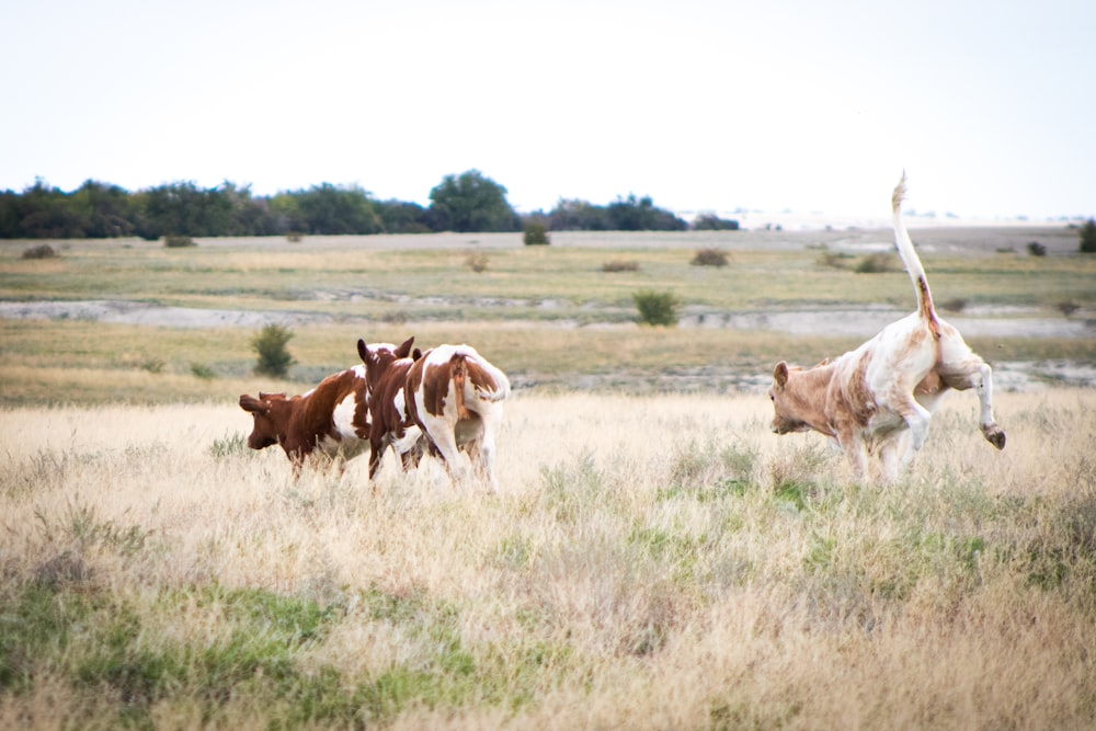 a herd of cattle walking across a dry grass covered field
