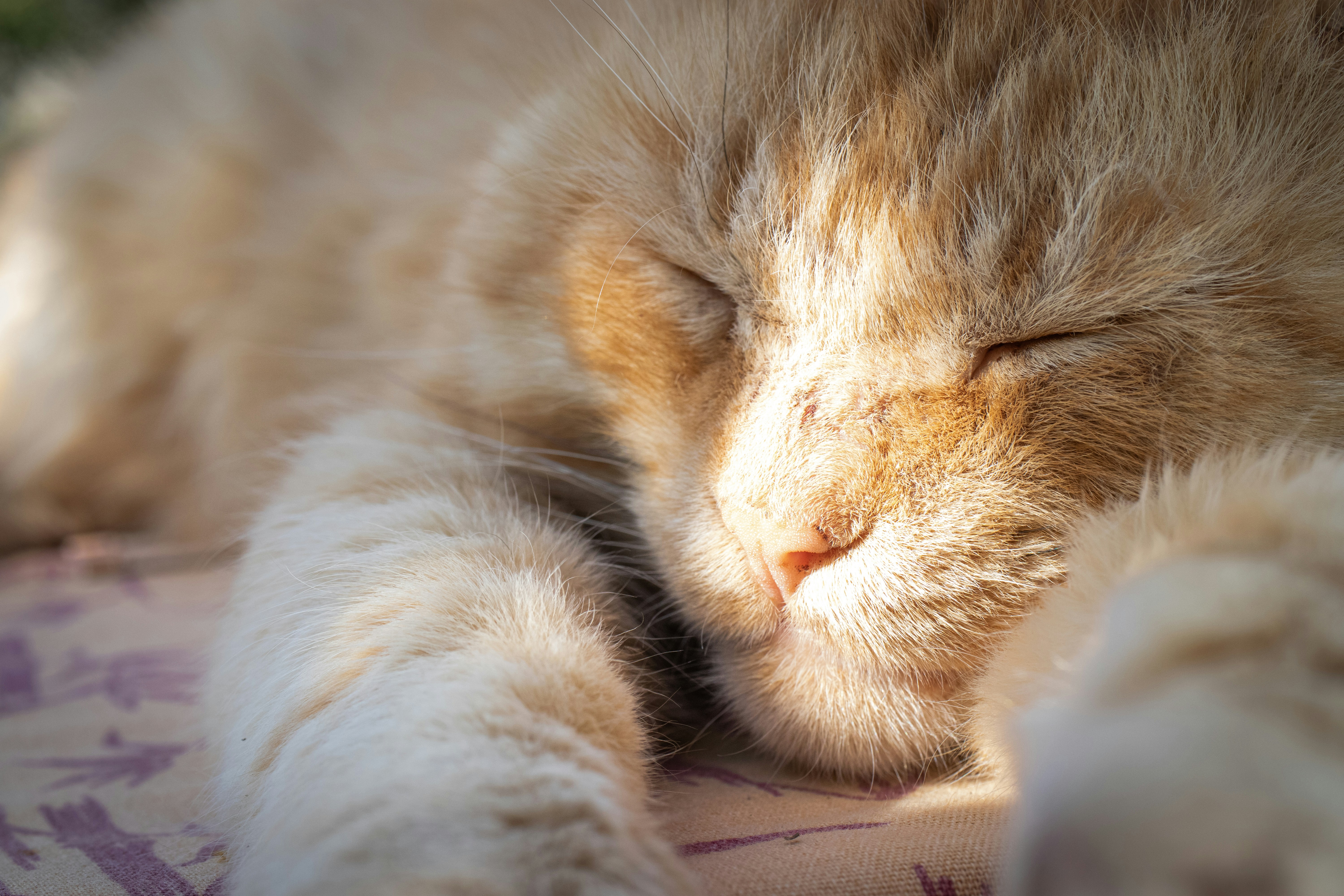 Photo by alpridephoto