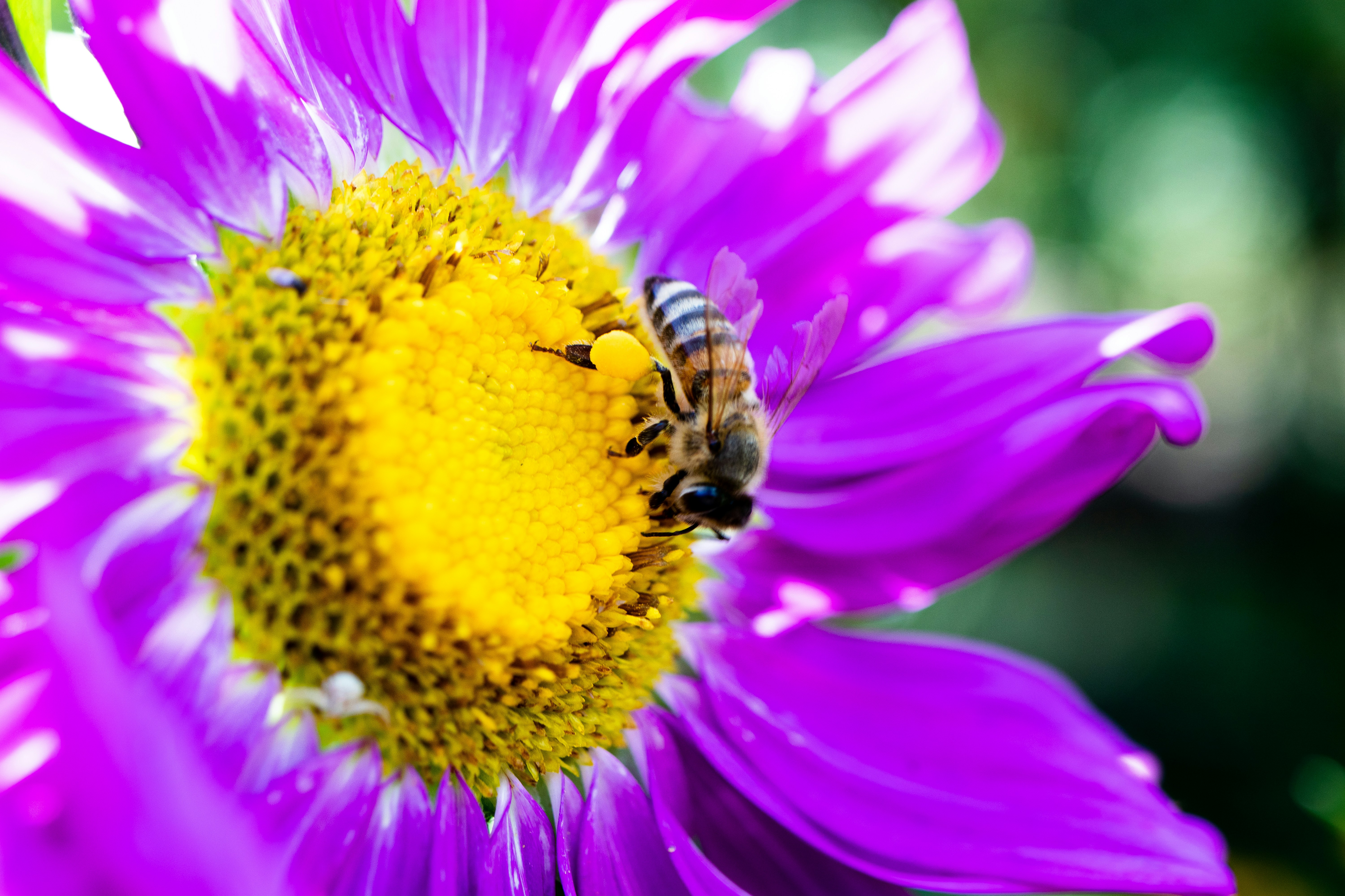 Photo by alpridephoto