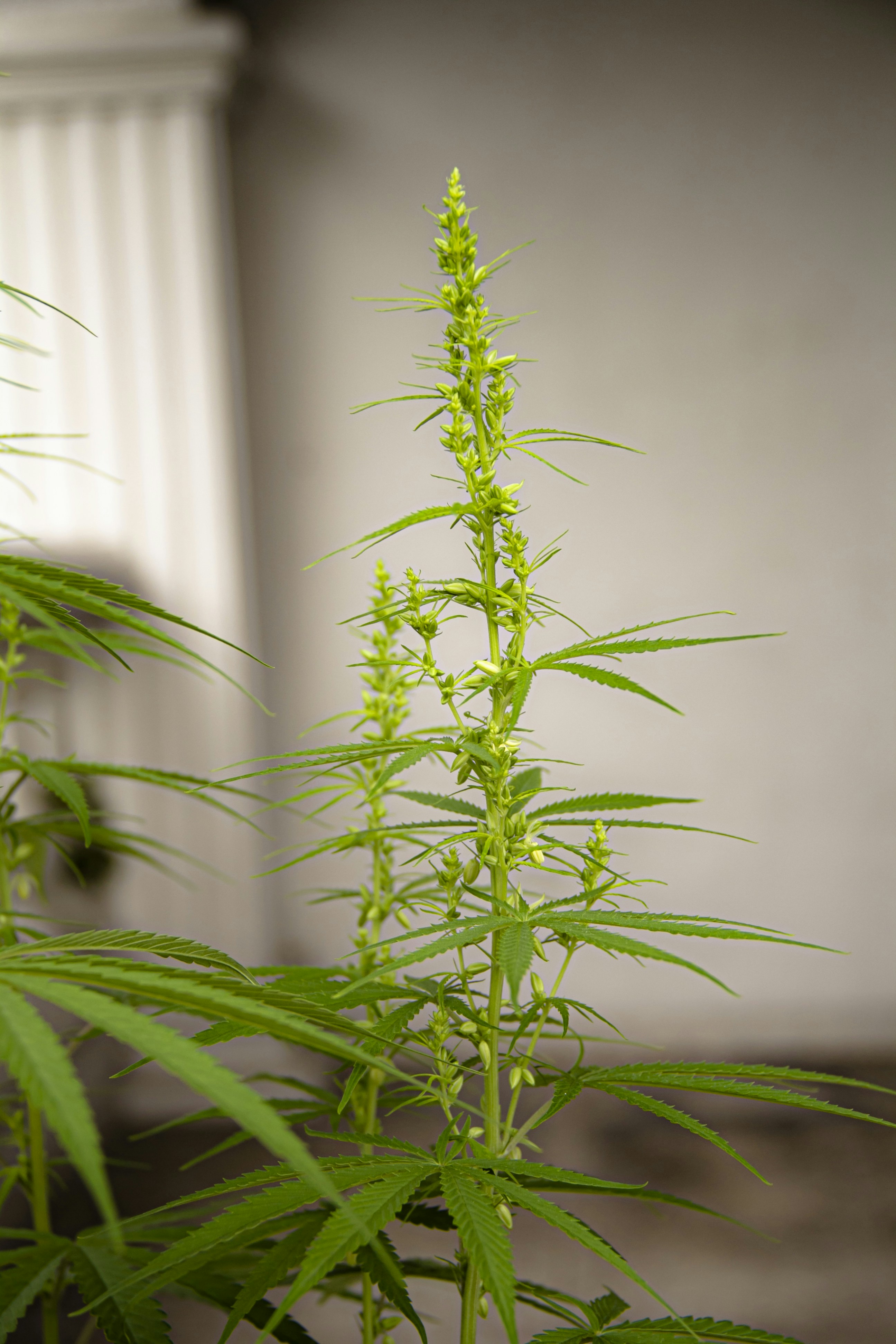 photo-1633024097538-8415dd2afb0c?ixid=M3wxMjA3fDB8MXxzZWFyY2h8MTJ8fGhhc2glMjB3ZWVkJTIwb24lMjBzYWxlfGVufDB8fHx8MTc2NDI2NTkwOHww\u0026ixlib=rb-4.1.0