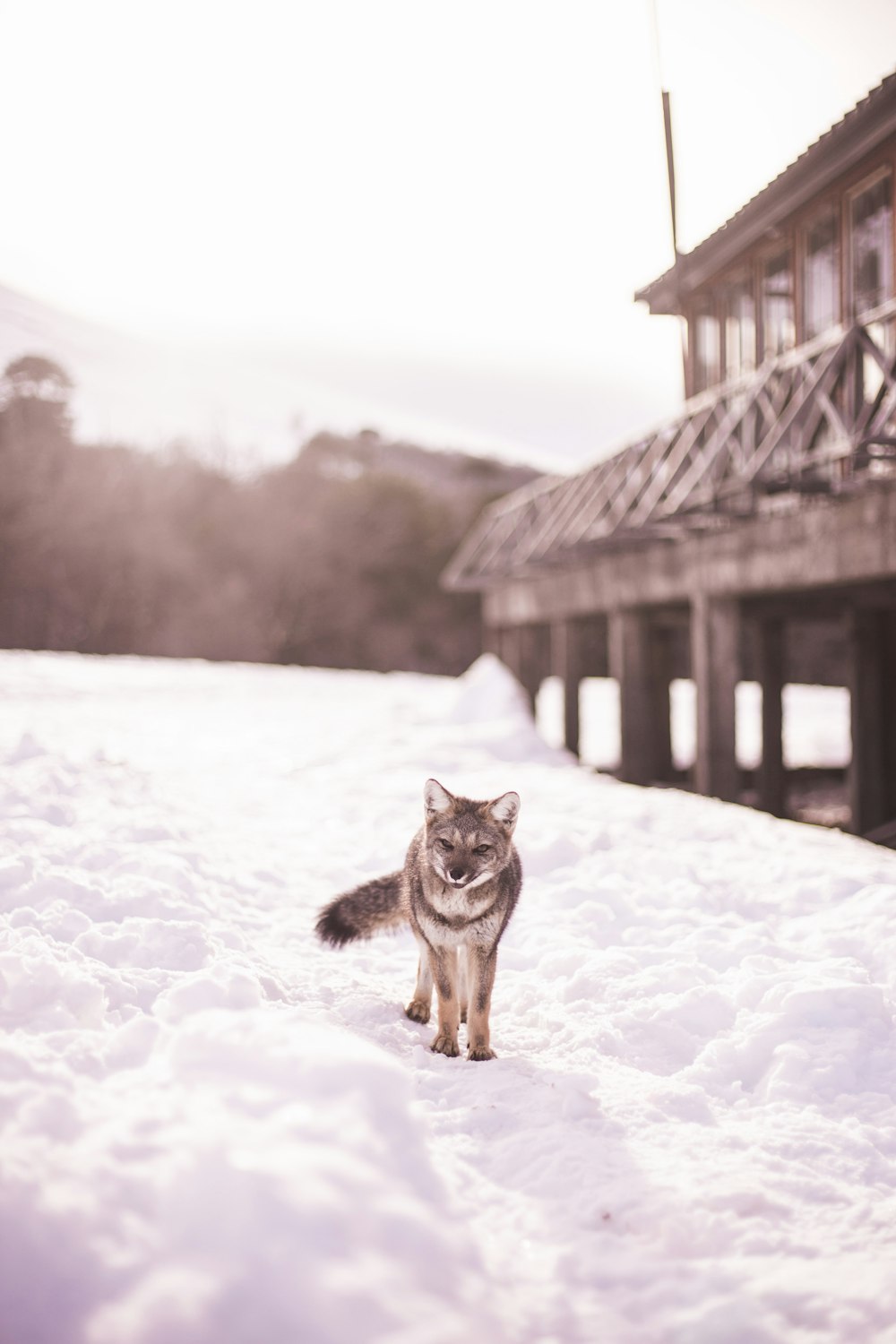 a cat that is standing in the snow