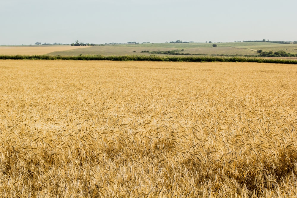 a large field of wheat with trees in the background
