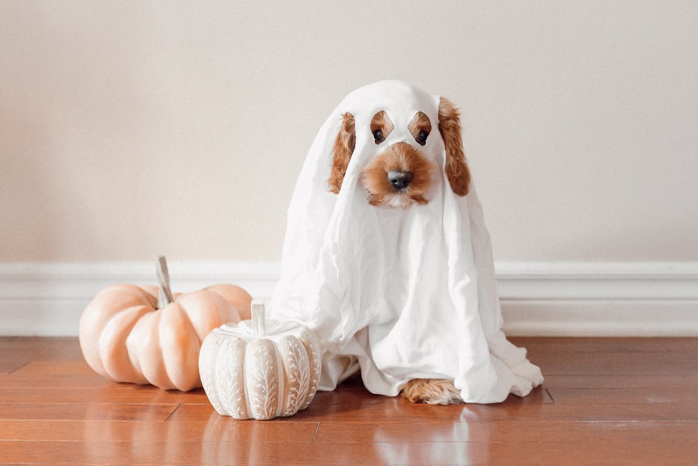 a dog wearing a ghost costume next to a pumpkin