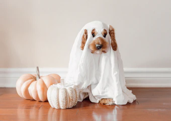 A dog in a ghost costume sitting next to small pumpkins