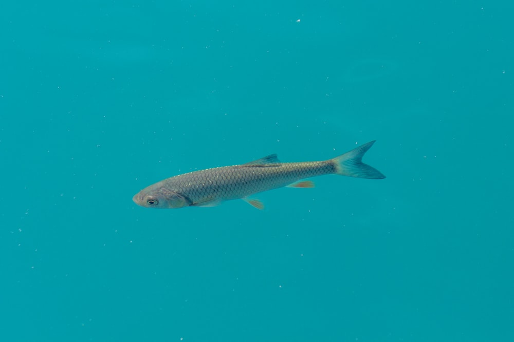 um peixe está nadando na água azul clara