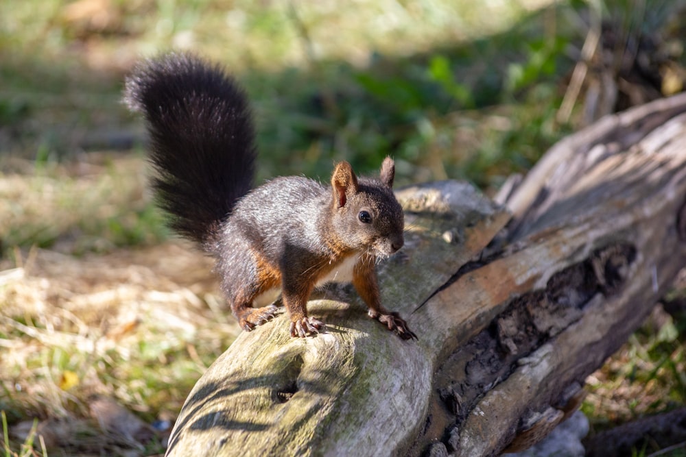 a squirrel is standing on a log in the grass