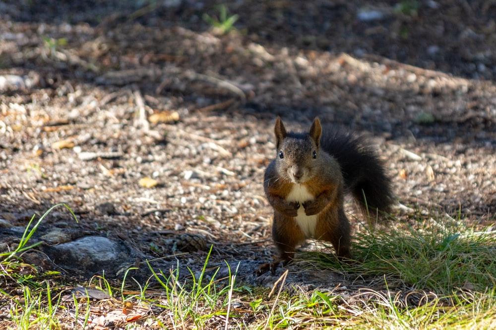 a squirrel is standing in the grass and looking at the camera