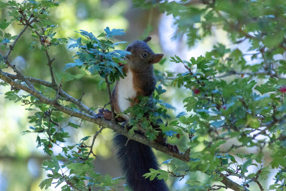 a squirrel is sitting on a tree branch